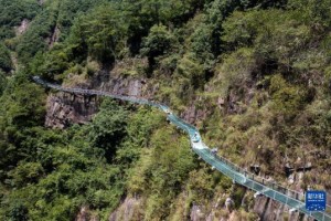 龙井村全域免费开放：800亩遗产茶园三核心升级，一盏明前茶里的“生态进化”